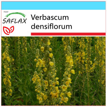 SAFLAX Geschenk Set - Königskerze - Verbascum - 500 Samen