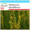 SAFLAX Geschenk Set - Königskerze - Verbascum - 500 Samen 1