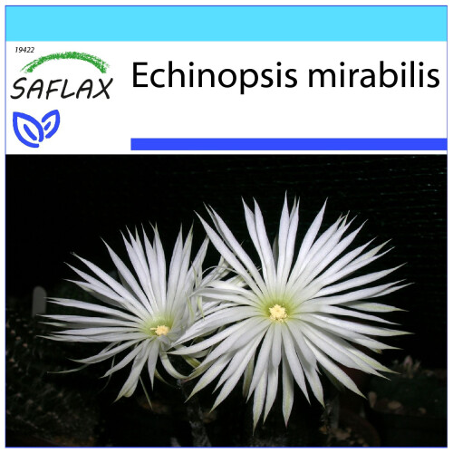 SAFLAX Geschenk Set - Seeigelkaktus - Echinopsis - 40 Samen