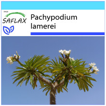 SAFLAX Geschenk Set - Madagascarpalme - Pachypodium - 10 Samen