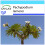 SAFLAX Geschenk Set - Madagascarpalme - Pachypodium - 10 Samen 1