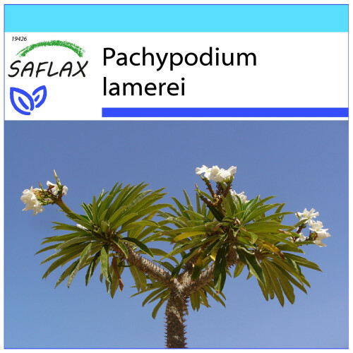 SAFLAX Geschenk Set - Madagascarpalme - Pachypodium - 10 Samen