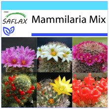 SAFLAX Geschenk Set - Mammilaria - Mammilaria - 40 Samen