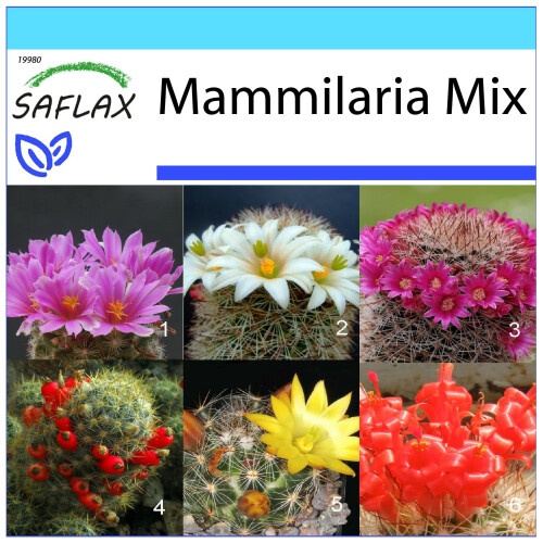 SAFLAX Geschenk Set - Mammilaria - Mammilaria - 40 Samen