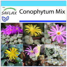 SAFLAX Geschenk Set - Blühende Steine - Conophytum - 40 Samen