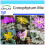 SAFLAX Geschenk Set - Blühende Steine - Conophytum - 40 Samen 1