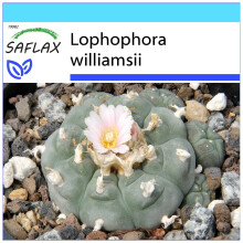 SAFLAX Geschenk Set - Peyotl Kaktus  - Lophophora - 20 Samen