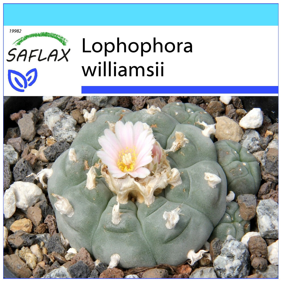 Saflax - Gift Set - Peyote - 20 Seeds - With Gift Box, Card, Label And Potting Substrate - Lophophora Williamsii