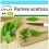 SAFLAX Geschenk Set - Sauerampfer - Rumex - 400 Samen 1