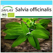 SAFLAX Geschenk Set - Salbei - Salvia - 60 Samen