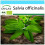 SAFLAX Geschenk Set - Salbei - Salvia - 60 Samen 1