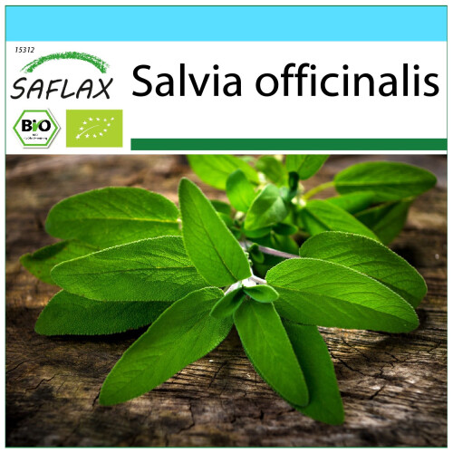 SAFLAX Geschenk Set - Salbei - Salvia - 60 Samen
