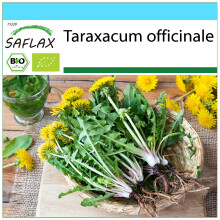 SAFLAX Geschenk Set - Löwenzahn - Taraxacum - 400 Samen
