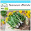 SAFLAX Geschenk Set - Löwenzahn - Taraxacum - 400 Samen 1