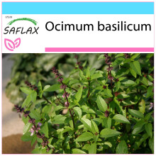SAFLAX Geschenk Set - Thai - Basilikum - Ocimum - 200 Samen
