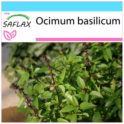 SAFLAX Geschenk Set - Thai - Basilikum - Ocimum - 200 Samen