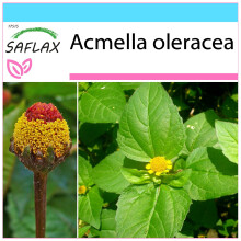 SAFLAX Geschenk Set - Parakresse - Acmella - 500 Samen