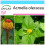 SAFLAX Geschenk Set - Parakresse - Acmella - 500 Samen 1