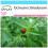 SAFLAX Geschenk Set - Limonen-Basilikum - Ocimum - 200 Samen 1