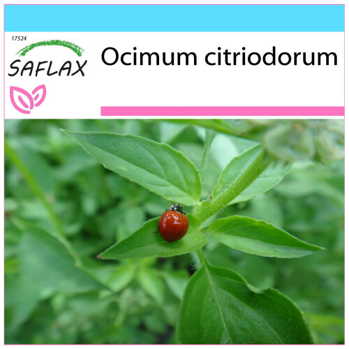SAFLAX Geschenk Set - Limonen-Basilikum - Ocimum - 200 Samen