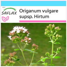 SAFLAX Geschenk Set - Griechischer Oregano - Origanum - 600 Samen