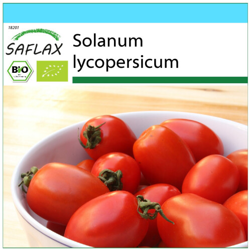 SAFLAX Geschenk Set - Tomate - Borghese - Solanum - 10 Samen