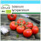 SAFLAX Geschenk Set - Tomate - Matina - Solanum - 10 Samen 1