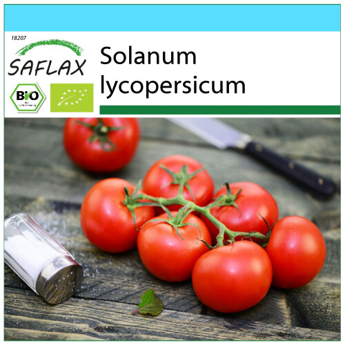 SAFLAX Geschenk Set - Tomate - Matina - Solanum - 10 Samen