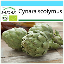 SAFLAX Geschenk Set - Artischocke - Imperial Star - Cynara - 5 Samen