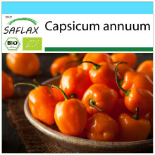 SAFLAX Geschenk Set - Chili – Habanero - Capsicum - 20 Samen
