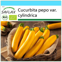SAFLAX Geschenk Set - Ziucchini - Gold Rush - Cucurbita - 5 Samen