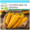 SAFLAX Geschenk Set - Ziucchini - Gold Rush - Cucurbita - 5 Samen 1