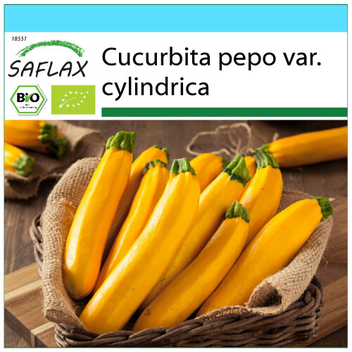 SAFLAX Geschenk Set - Ziucchini - Gold Rush - Cucurbita - 5 Samen