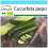 SAFLAX Geschenk Set - Zucchini - Nero di Milano - Cucurbita - 6 Samen 1