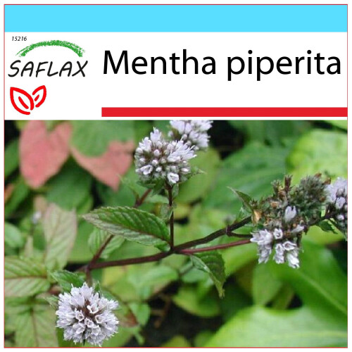 SAFLAX Geschenk Set - Pfefferminze - Mentha - 300 Samen