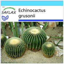 SAFLAX Geschenk Set - Schwiegermutterstuhl - Echinocactus - 40 Samen