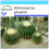 SAFLAX Geschenk Set - Schwiegermutterstuhl - Echinocactus - 40 Samen 1