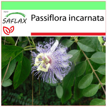 SAFLAX Garden to go - Flores de la pasión - 5 semillas - Passiflora