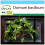 SAFLAX Geschenk Set - Thai Basilikum - Ocimum - 250 Samen 1