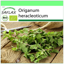 SAFLAX - Garden to go - BIO - Origan - 1500 graines - Avec pot, couvercle climatique et substrat de culture - Origanum heracleoticum
