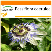 SAFLAX - Garden in the Bag - Passion Flower - 25 seeds - With substrate in a fitting stand up bag - Passiflora caerulea