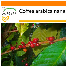 SAFLAX Garden in the bag - Planta del café - 8 semillas - Coffea
