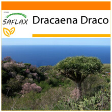 SAFLAX - Garden in the Bag - Dragon Tree - 5 seeds - With substrate in a fitting stand up bag - Dracaena Draco