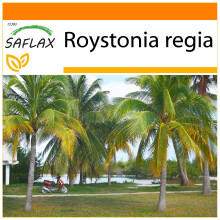 SAFLAX Garden in the bag - Königspalme - Roystonia - 8 Samen