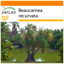 SAFLAX Garden in the bag - Flaschenbaum - Beaucarnea - 10 Samen