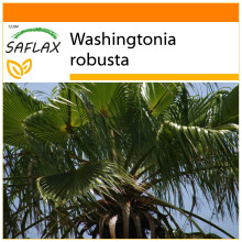 SAFLAX Garden in the bag - Palma de California - 12 semillas - Washingtonia