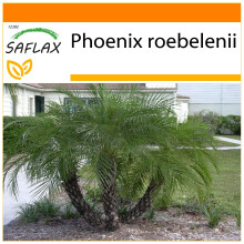 SAFLAX Garden in the bag - Palmera datilera enana - 25 semillas - Phoenix