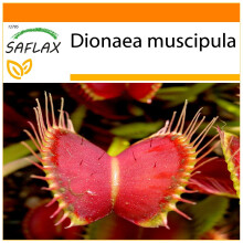 SAFLAX Garden in the bag - Venus atrapamoscas - 10 semillas - Dionaea