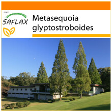 SAFLAX Garden in the bag - Metasecuoya - 60 semillas - Metasequoia