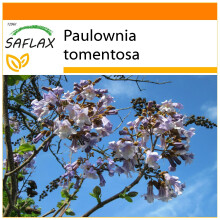 SAFLAX Garden in the bag - Blauglockenbaum - Paulownia - 200 Samen